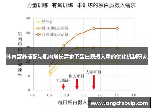 体育营养搭配与肌肉增长需求下蛋白质摄入量的优化机制研究